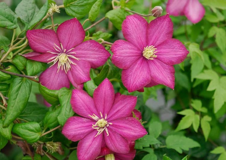 Clematis 'Ville de Lyon', Large-Flowered Clematis 'Ville de Lyon'', group 3 clematis, red clematis, Clematis Vine, Clematis Plant, Flower Vines, Clematis Flower, Clematis Pruning