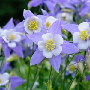 Aquilegia Caerulea , Rocky Mountain Columbine, Colorado Blue Columbine, Blue Aquilegia, Bicolor Aquilegia