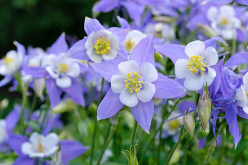 Aquilegia Caerulea , Rocky Mountain Columbine, Colorado Blue Columbine, Blue Aquilegia, Bicolor Aquilegia