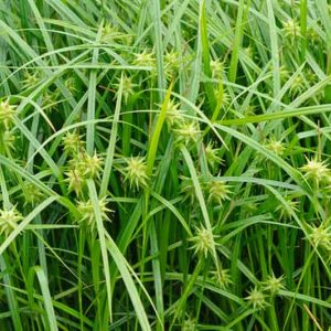 Plants That Survive and Thrive on the OBX – Blue Grama Grass