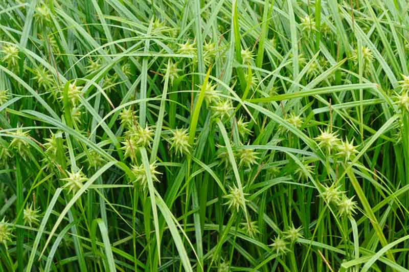 Carex Grayi, Mace Sedge, Gray Sedge, Morning Star Sedge, Bur Sedge, Gray's Bur Sedge, Gray's Sedge, Ornamental grasses, Ornamental grass, Decorative grasses, grasses, perennial grasses