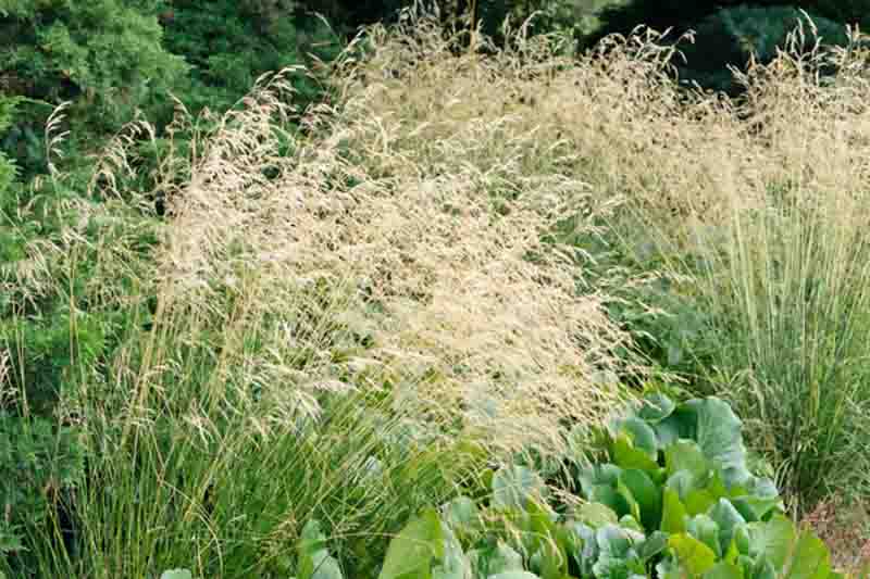 Deschampsia Cespitosa, Tufted Hair Grass, Hassock Grass, Tussock Grass, Ornamental Grass, Ornamental Grasses