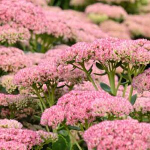 Sedum Autumn Joy, Sedum telephium 'Autumn Joy', Sedum 'Autumn Joy', Stonecrop 'Herbstfreude', Sedum 'Autumn Joy', Hylotelephium Spectabile 'Indian Chief', Sedum Spectabile 'Autumn Joy', Sedum Spectabile 'Herbstfreude', Sedum Spectabile 'Indian Chief', Sed