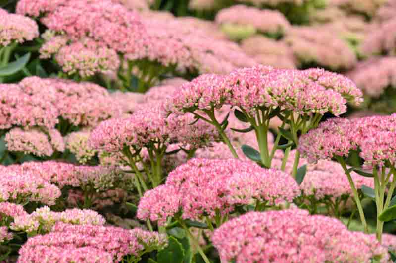 Sedum Autumn Joy, Sedum telephium 'Autumn Joy', Sedum 'Autumn Joy', Stonecrop 'Herbstfreude', Sedum 'Autumn Joy', Hylotelephium Spectabile 'Indian Chief', Sedum Spectabile 'Autumn Joy', Sedum Spectabile 'Herbstfreude', Sedum Spectabile 'Indian Chief', Sed