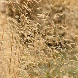 Deschampsia Cespitosa, Tufted Hair Grass, Hassock Grass, Tussock Grass, Ornamental Grass, Ornamental Grasses