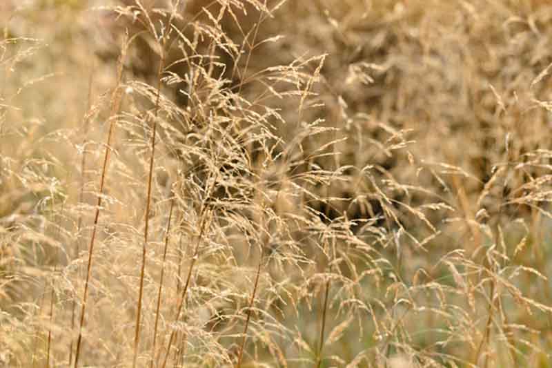 Deschampsia Cespitosa, Tufted Hair Grass, Hassock Grass, Tussock Grass, Ornamental Grass, Ornamental Grasses