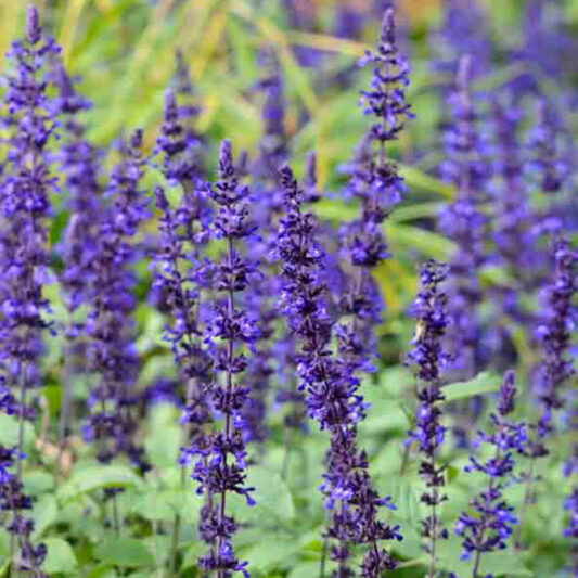 Salvia Mystic Spires, Mystic Spires Blue Sage, Mystic Spires salvia, Blue perennial, Salvia longispicata X farinacea