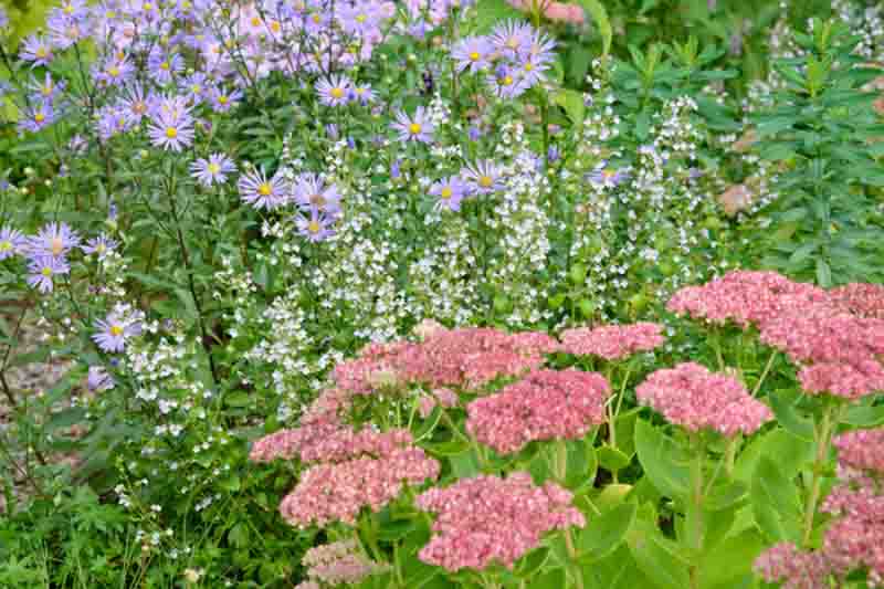 Sedum Autumn Joy, Sedum telephium 'Autumn Joy', Sedum 'Autumn Joy', Stonecrop 'Herbstfreude', Sedum 'Autumn Joy', Hylotelephium Spectabile 'Indian Chief', Sedum Spectabile 'Autumn Joy', Sedum Spectabile 'Herbstfreude', Sedum Spectabile 'Indian Chief', Sed