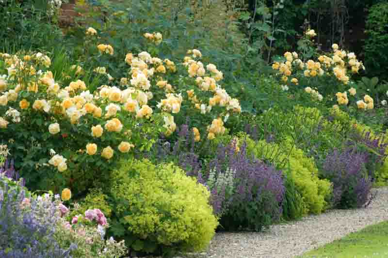 Late June summer garden yellow and blue purple border
Alchemilla mollis, roses and Nepeta catmint 