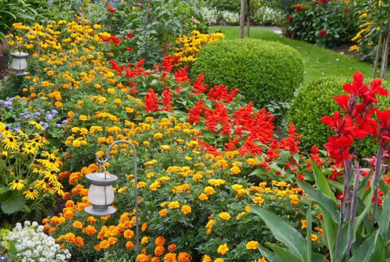 Scarlet Sage, Salvia Splendens, Annual Sage, Scarlet Bedding Sage