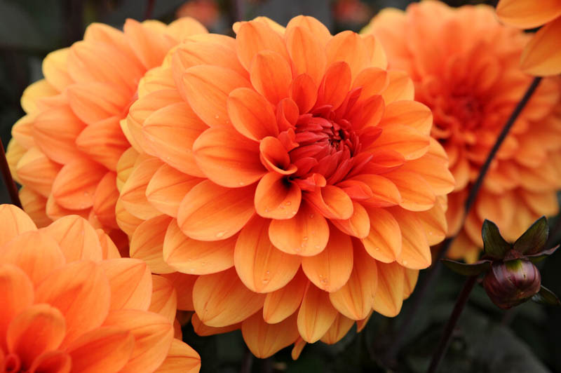 Dahlia David Howard, 'David Howard' Dahlia, Decorative Dahlias, AGM Dahlia, orange Dahlias, Dahlia with dark foliage, dark-leaved dahlias, Dahlia Tubers, Dahlia Bulbs, Dahlia Flower, Dahlia Flowers, summer bulbs