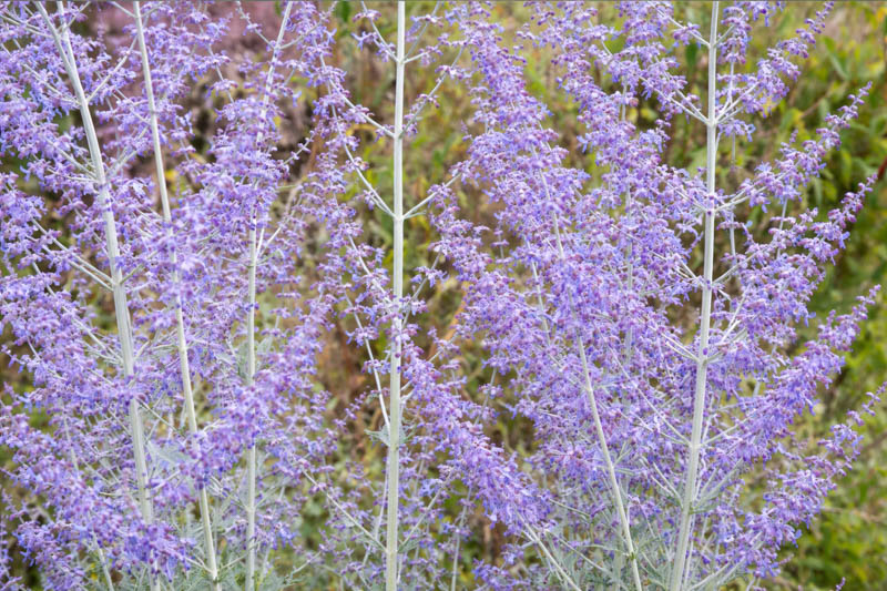 Salvia yangii (Russian Sage) with airy lavender-blue flowers and silvery stems