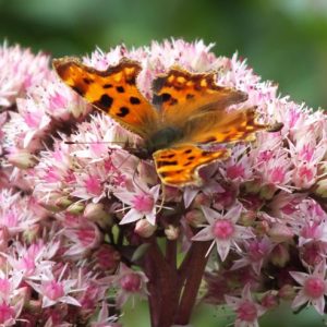 Sedum 'Matrona', Sedum Telephium 'Matrona', Millennium Plant, Stonecrop 'Matrona', Hylotelephium 'Matrona'