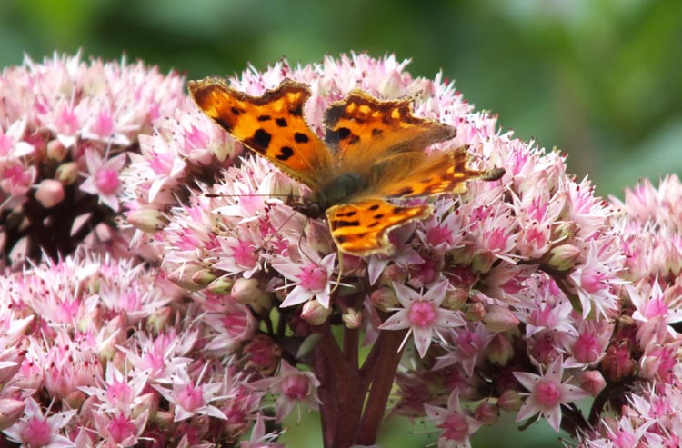 Sedum 'Matrona', Sedum Telephium 'Matrona', Millennium Plant, Stonecrop 'Matrona', Hylotelephium 'Matrona'