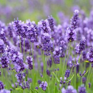 Lavandula x Intermedia Impress Purple, Lavender 'Impress Purple', Lavandin 'Impress Purple', Fat Spike Lavender 'Impress Purple', Purple flowers, Drought tolerant plant, Summer blooms, Deer resistant plants, fragrant flowers