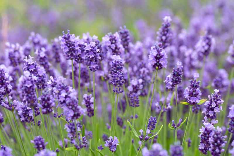 Lavandula x Intermedia Impress Purple, Lavender 'Impress Purple', Lavandin 'Impress Purple', Fat Spike Lavender 'Impress Purple', Purple flowers, Drought tolerant plant, Summer blooms, Deer resistant plants, fragrant flowers