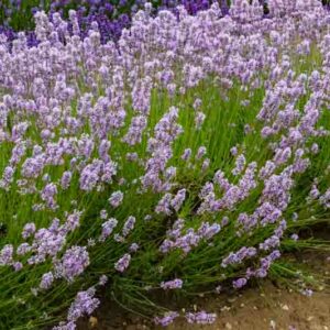Lavandula Angustifolia Miss Katherine', English Lavender 'Miss Katherine', Lavender 'Miss Katherine', L