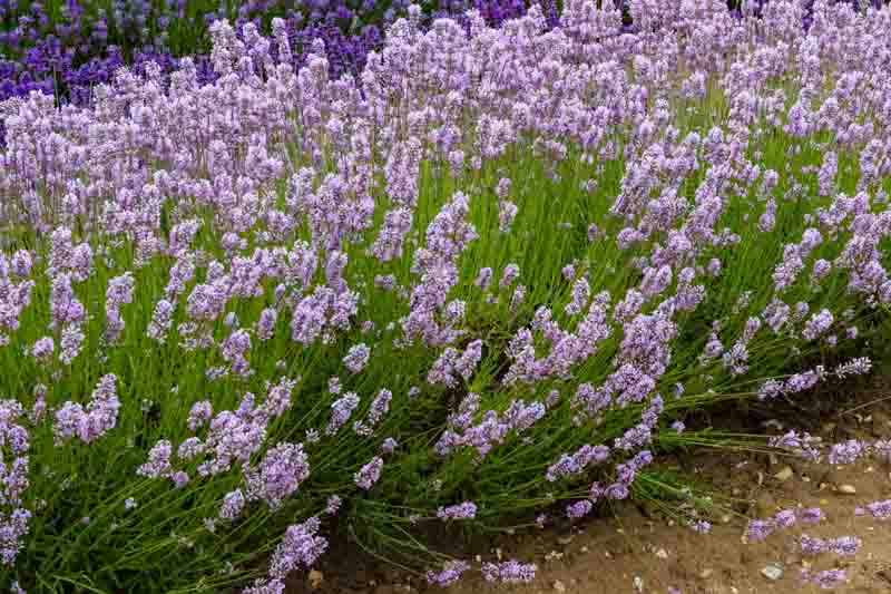 Lavandula Angustifolia Miss Katherine', English Lavender 'Miss Katherine', Lavender 'Miss Katherine', L