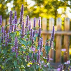 Agastache Black Adder, Giant Hyssop Black Adder, Long blooming perennials