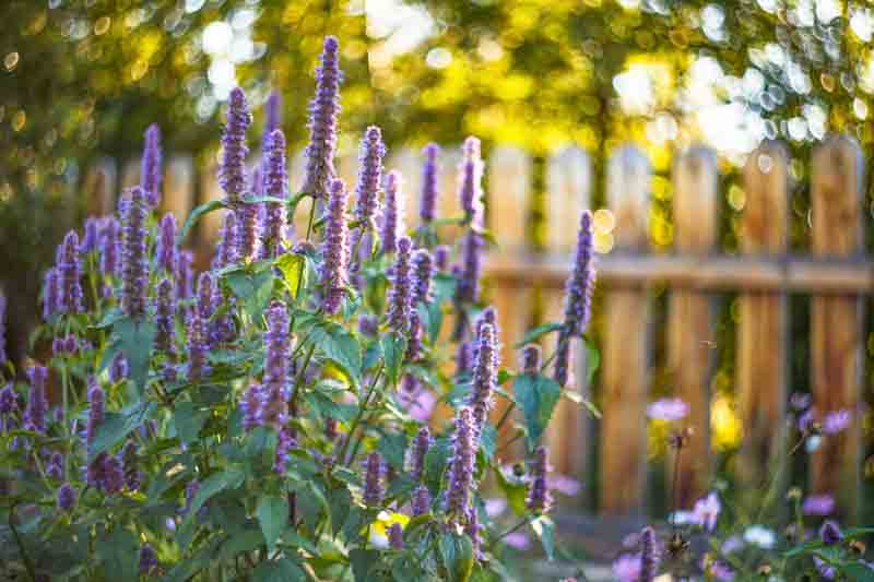 Agastache Black Adder, Giant Hyssop Black Adder, Long blooming perennials