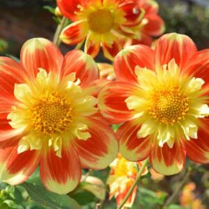 Dahlia 'Pooh', 'Pooh' Dahlia, Collarette Dahlias, Dahlias, Red Dahlia Flowers, Bicolor Dahlias, Dahlia Tubers, Dahlia Bulbs, Dahlia Flower, Dahlia Flowers, summer bulbs