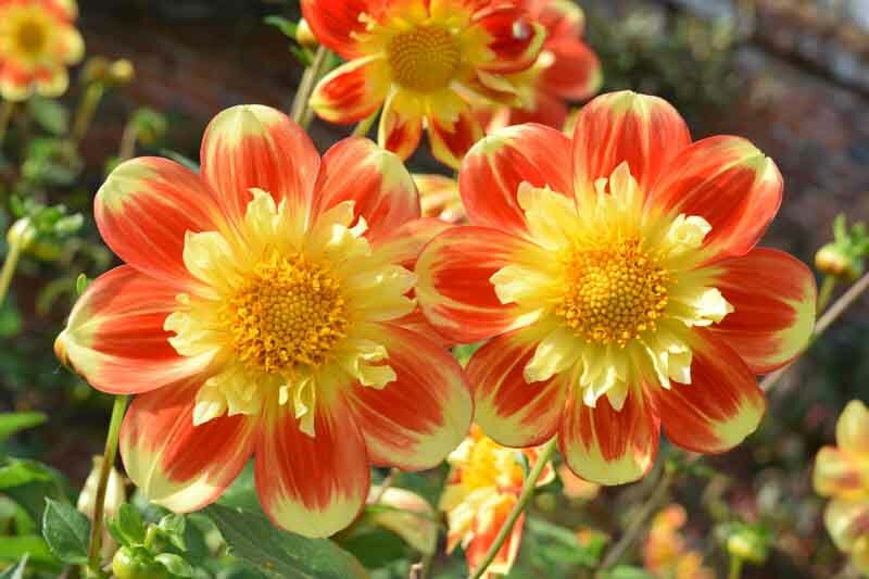 Dahlia 'Pooh', 'Pooh' Dahlia, Collarette Dahlias, Dahlias, Red Dahlia Flowers, Bicolor Dahlias, Dahlia Tubers, Dahlia Bulbs, Dahlia Flower, Dahlia Flowers, summer bulbs