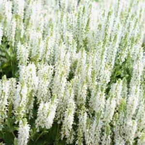 Salvia x Sylvestris 'Snow Hill', Garden Sage 'Snow Hill', Salvia 'Snow Hill', Wood Sage 'Schneehugel', Salvia 'Schneehugel', Salvia Nemorosa 'Schneehugel', Salvia Nemorosa 'Snow Hill'