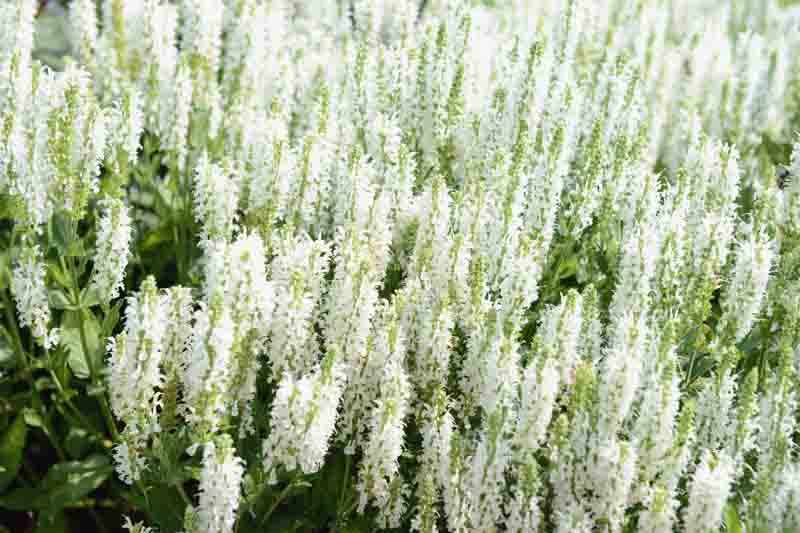 Salvia x Sylvestris 'Snow Hill', Garden Sage 'Snow Hill', Salvia 'Snow Hill', Wood Sage 'Schneehugel', Salvia 'Schneehugel', Salvia Nemorosa 'Schneehugel', Salvia Nemorosa 'Snow Hill'