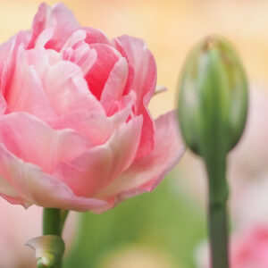 Tulipa 'Angelique', Tulip 'Angelique', Double Late Tulip 'Angelique', Double Late Tulips, Spring Bulbs, Spring Flowers, Pink Tulip, Double Late Tulip
