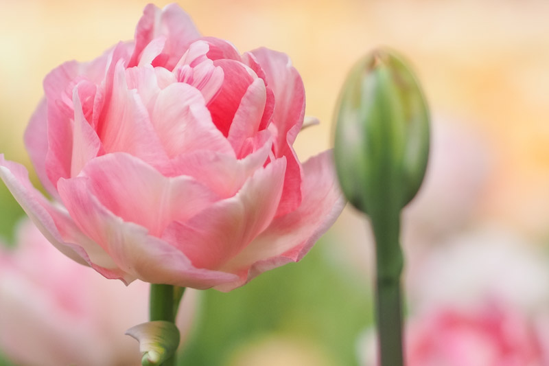 Tulipa 'Angelique', Tulip 'Angelique', Double Late Tulip 'Angelique', Double Late Tulips, Spring Bulbs, Spring Flowers, Pink Tulip, Double Late Tulip