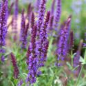 Salvia x Sylvestris, Salvia Mainacht, Salvia May Nacht, Wood Sage 'Mainacht', Salvia x Superba 'May Night', Salvia Nemorosa 'May Night', Salvia Sylvestris "May Night', Early blooming salvia, award-winning salvia