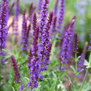 Salvia x Sylvestris, Salvia Mainacht, Salvia May Nacht, Wood Sage 'Mainacht', Salvia x Superba 'May Night', Salvia Nemorosa 'May Night', Salvia Sylvestris "May Night', Early blooming salvia, award-winning salvia