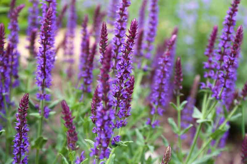 Salvia x Sylvestris, Salvia Mainacht, Salvia May Nacht, Wood Sage 'Mainacht', Salvia x Superba 'May Night', Salvia Nemorosa 'May Night', Salvia Sylvestris "May Night', Early blooming salvia, award-winning salvia