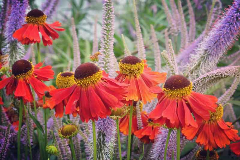 Common Sneezeweed Moerheim Beauty, False Sunflower Moerheim Beauty, Helen's Flowe Moerheim Beautyr, Yellow Star Moerheim Beauty, Late summer perennial, AGM perennials