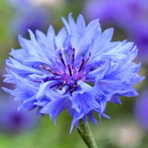 Centaurea Cyanus, Cornflower, Witches' Bells, Ragged Robin, Happy Skies, Haw Dods, Hurtsickle, French Pink, Brushes, Bunk, Blue Tops, Bluets, Blawort, Ragged Sailor, Cornbottle, Corn Centaury, Break-Your-Spectacles, Blue Bow, Blue Poppy, Blue Bonnets, Blu