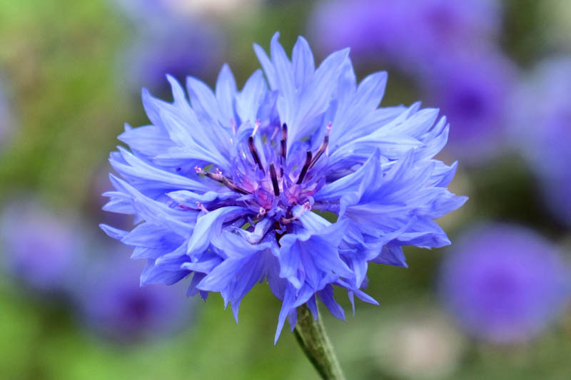 Centaurea Cyanus, Cornflower, Witches' Bells, Ragged Robin, Happy Skies, Haw Dods, Hurtsickle, French Pink, Brushes, Bunk, Blue Tops, Bluets, Blawort, Ragged Sailor, Cornbottle, Corn Centaury, Break-Your-Spectacles, Blue Bow, Blue Poppy, Blue Bonnets, Blu