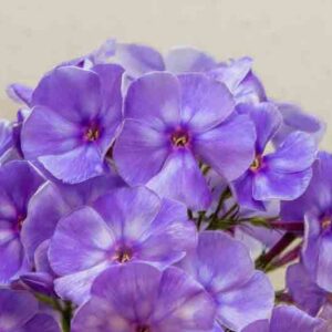 Phlox Paniculata 'Blue Paradise', Phlox 'Blue Paradise', Border Phlox 'Blue Paradise', Fall Phlox 'Blue Paradise', Garden Phlox 'Blue Paradise', Perennial Phlox 'Blue Paradise', Summer Phlox 'Blue Paradise'
