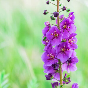 Verbascum Violetta', Verbascum phoeniceum 'Violetta', 'Violetta' Mullein, Verbascum 'Violetta', purple mullein 'Violetta', Purple flowers, Architectural plants, Vertical Plants, Deer Tolerant perennials,