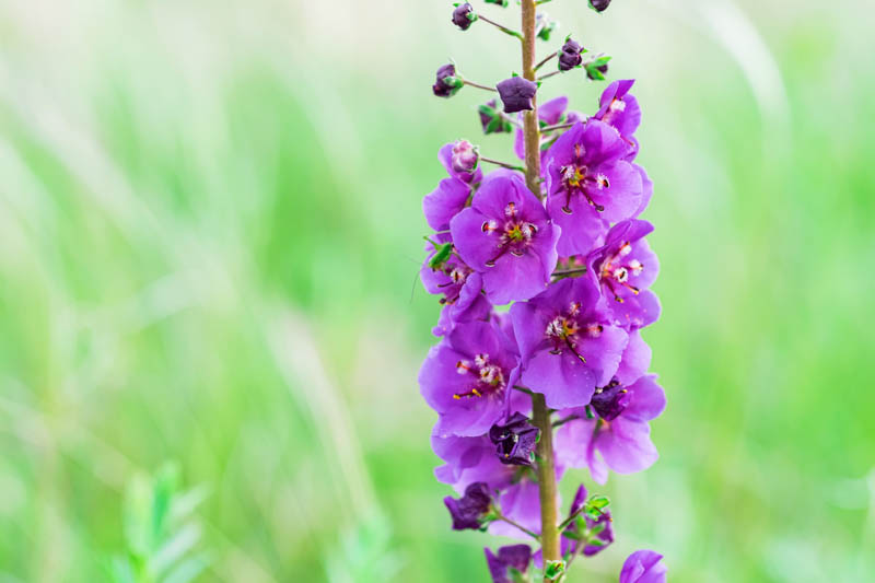 Verbascum Violetta', Verbascum phoeniceum 'Violetta', 'Violetta' Mullein, Verbascum 'Violetta', purple mullein 'Violetta', Purple flowers, Architectural plants, Vertical Plants, Deer Tolerant perennials,