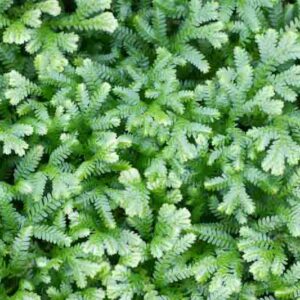 Club Moss, Irish Moss, Spike Moss, Selaginella kraussiana, Groundcover, Evergreen Groundcover