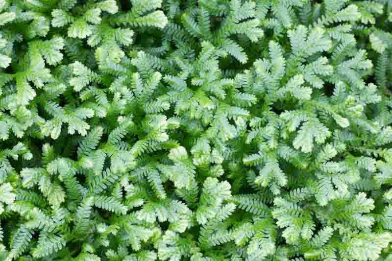Club Moss, Irish Moss, Spike Moss, Selaginella kraussiana, Groundcover, Evergreen Groundcover