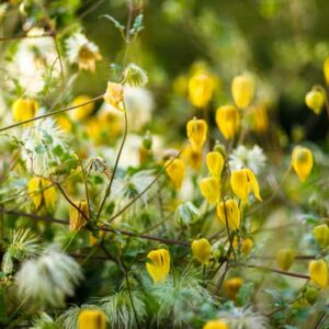 Clematis Bill MacKenzie, Clematis Tangutica, Tangutica Clematis, group 3 clematis, Small-flowered Clematis, Yellow clematis, Clematis Vine, Clematis Plant, Flower Vines, Clematis Flower, Clematis Pruning