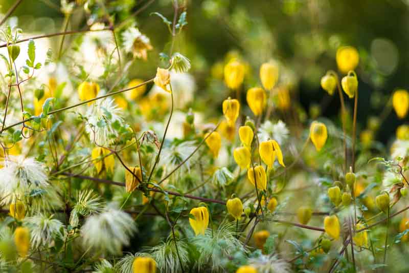 Clematis Bill MacKenzie, Clematis Tangutica, Tangutica Clematis, group 3 clematis, Small-flowered Clematis, Yellow clematis, Clematis Vine, Clematis Plant, Flower Vines, Clematis Flower, Clematis Pruning