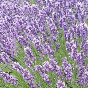 Lavandula Angustifolia 'Royal Velvet' , English Lavender 'Royal Velvet', Lavender 'Royal Velvet', Lavandula 'Royal Velvet', Lavender plants, Lavender flowers, Lavender plant, Purple flowers, Drought tolerant plants, Deer resistant plants, fragrant flowers