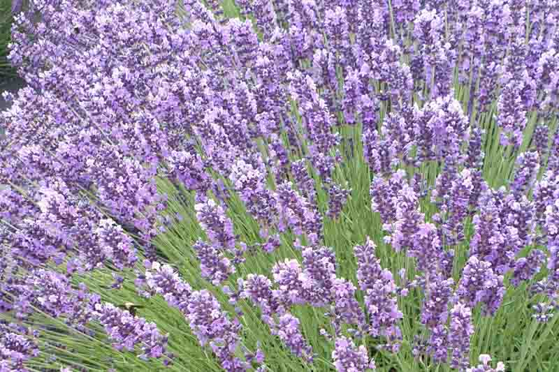 Lavandula Angustifolia 'Royal Velvet' , English Lavender 'Royal Velvet', Lavender 'Royal Velvet', Lavandula 'Royal Velvet', Lavender plants, Lavender flowers, Lavender plant, Purple flowers, Drought tolerant plants, Deer resistant plants, fragrant flowers