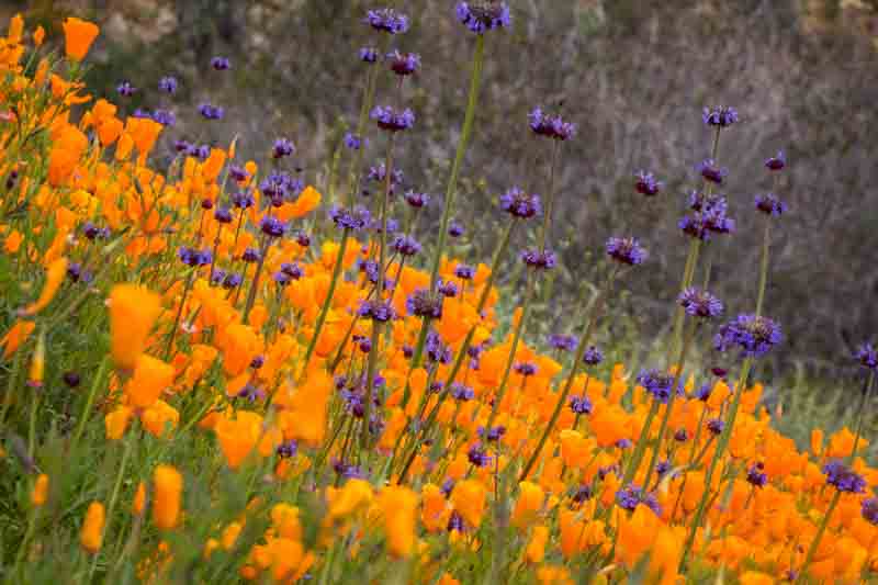 California poppy, California poppies, California Wildflowers, Wildflowers, Yellow Wildflowers,