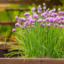 Allium Schoenoprasum, Chives, Chives Plant, Chives Flower, Cive, Onion Grass, Aromatic Herb, Cooking Herb