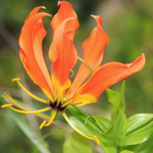 Gloriosa Lily, Climbing Lily, Flame Lily, Glory Lily, Fire Lily, Gloriosa Lilies, Superb Lilies, Creeping Lilies