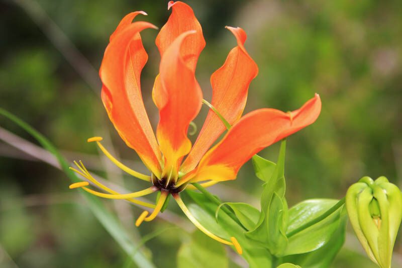 Gloriosa Lily, Climbing Lily, Flame Lily, Glory Lily, Fire Lily, Gloriosa Lilies, Superb Lilies, Creeping Lilies