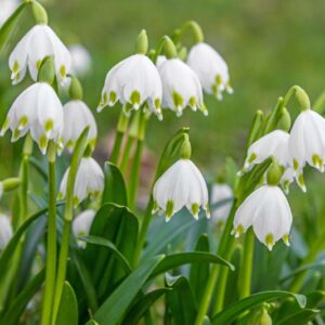 Leucojum vernum, Spring Snowflake, Leucojum, Snowflakes, Early Spring Bulbs, Early Spring Bloom